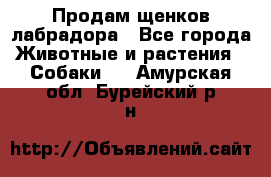 Продам щенков лабрадора - Все города Животные и растения » Собаки   . Амурская обл.,Бурейский р-н